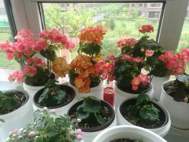 注意防坑！4类花不要买，养花老手都能被“坑惨”，白送也不要