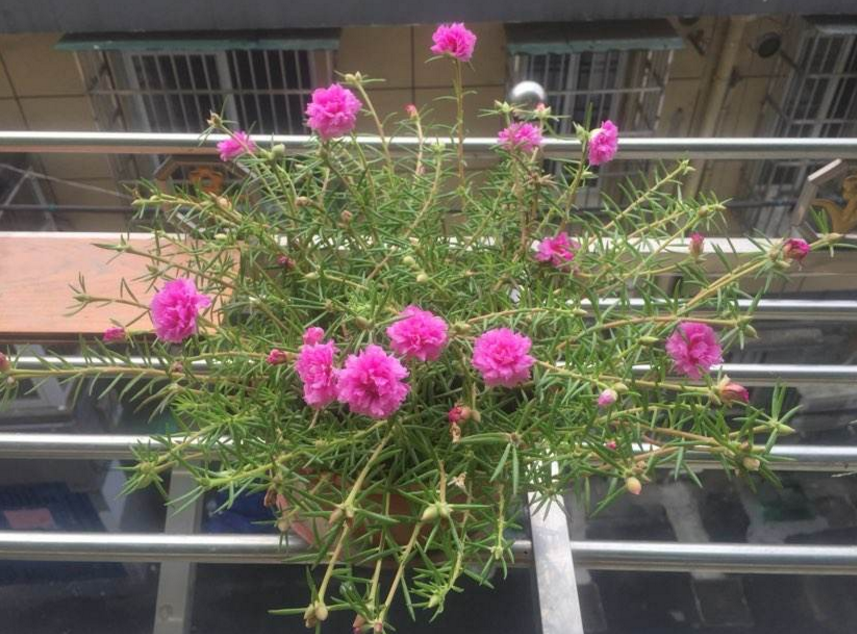 松叶牡丹，太阳花里的翘楚，开花比牡丹还美