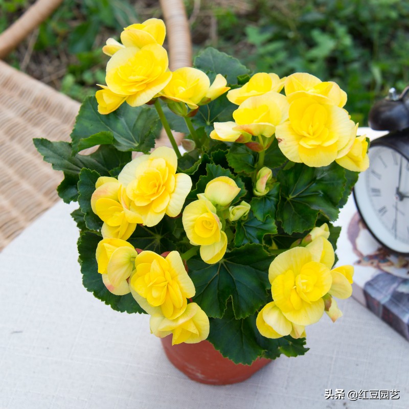 丽格海棠花，干啥啥不行，爆花第一名