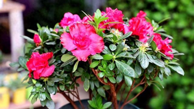 养花“三要素”，新手不注意很容易把花养死，所有花都遵循这几点