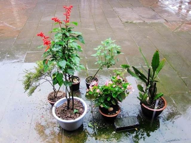 4种耐热花，天热不要“断粮”，多浇一壶水，或许就能多开一茬花