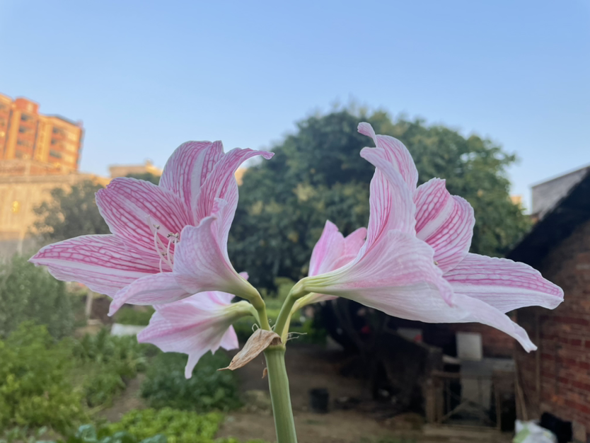 我想有个小院子，养花种菜，过安稳的生活