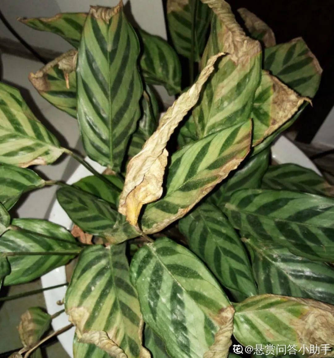 6种花慎养，撑不到过年，几天就仙去