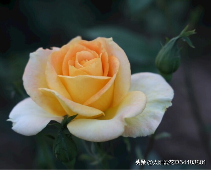 秋天，快来养这8种爱开花的植物，晒晒太阳就开花
