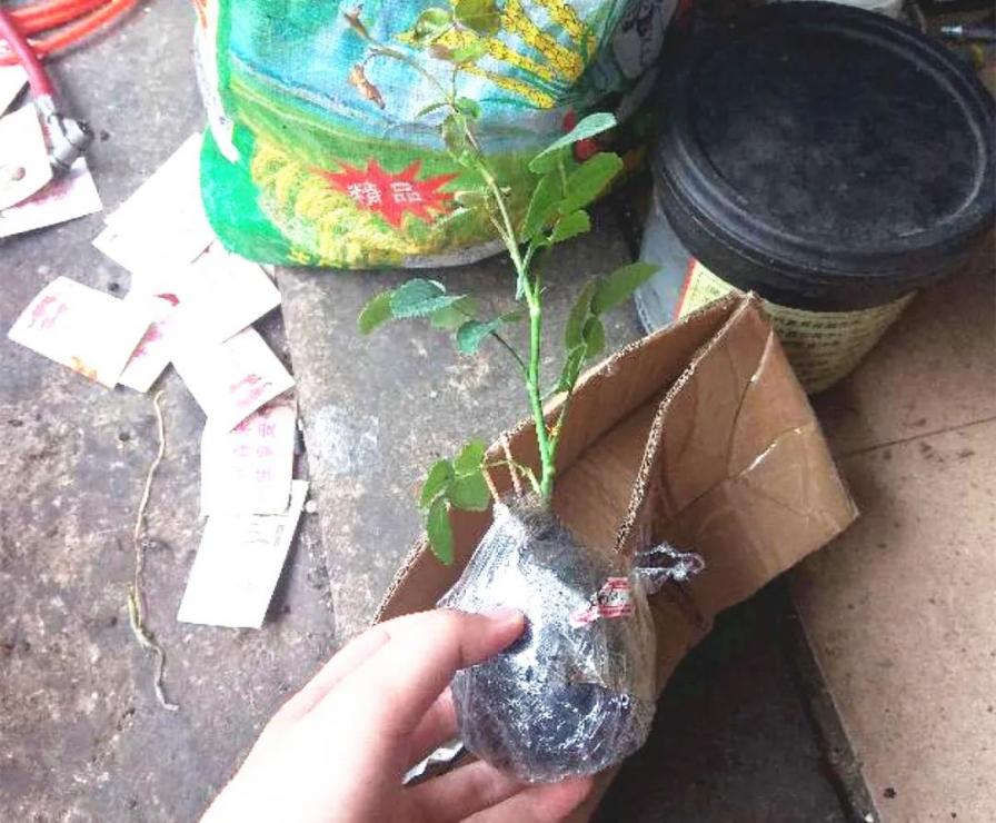 刚买的栀子花，千万别换盆，否则花活不了3天