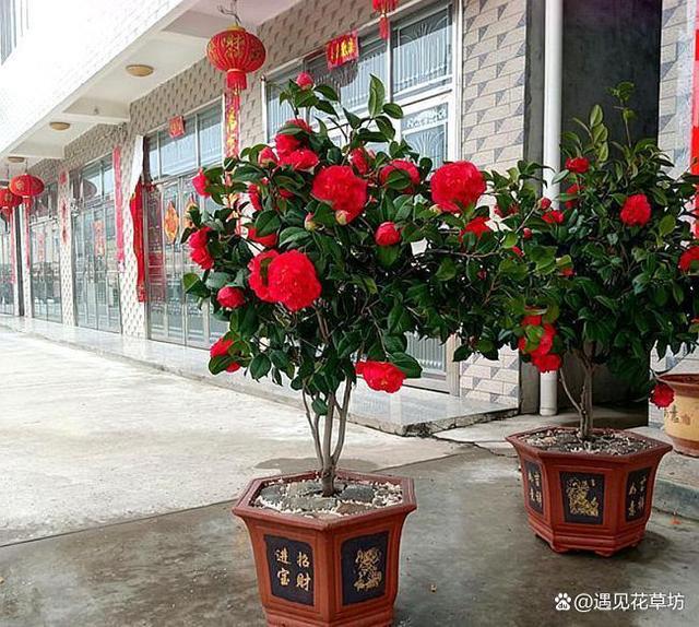 此花人称“赛牡丹”，花大如“盆”，香味浓郁，花期长达小半年