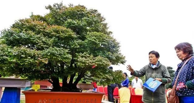 很少有人知道，这几款植物放客厅，好看养人又旺财！能养40年以上!
