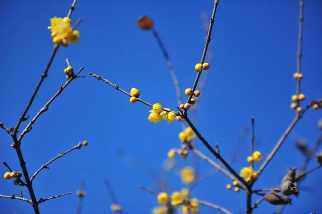 今冬第一花，开了