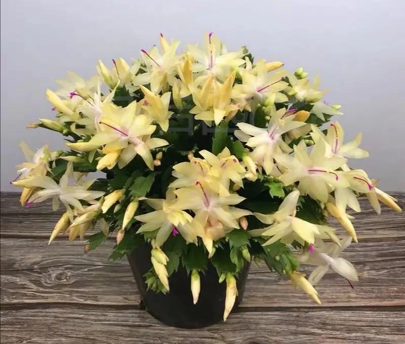 春末夏初用磷酸二氢钾给蟹爪兰施肥，请注意这三个关键点