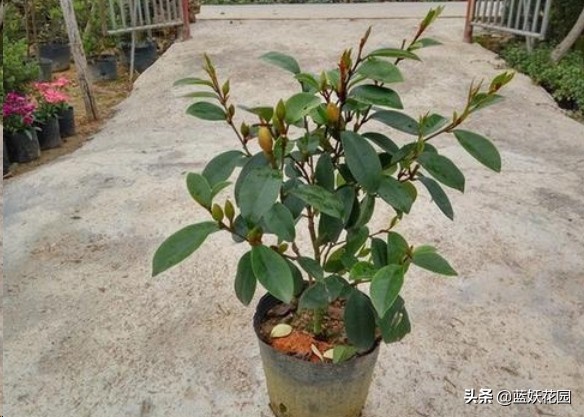 含笑一株香满屋，做好这5点，含笑花长的旺开花多