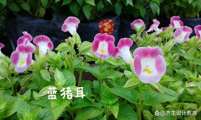 园林景观花境设计有哪些特点？怎么做？需要养护吗？
