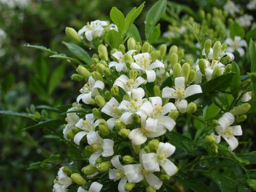 别养绿萝吊兰了，九里香花期长，比栀子还香，关键还能净化空气