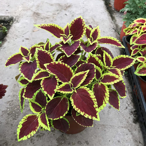 这些花，叶子比花还好看，五彩斑斓“花孔雀”，开花就煞风景