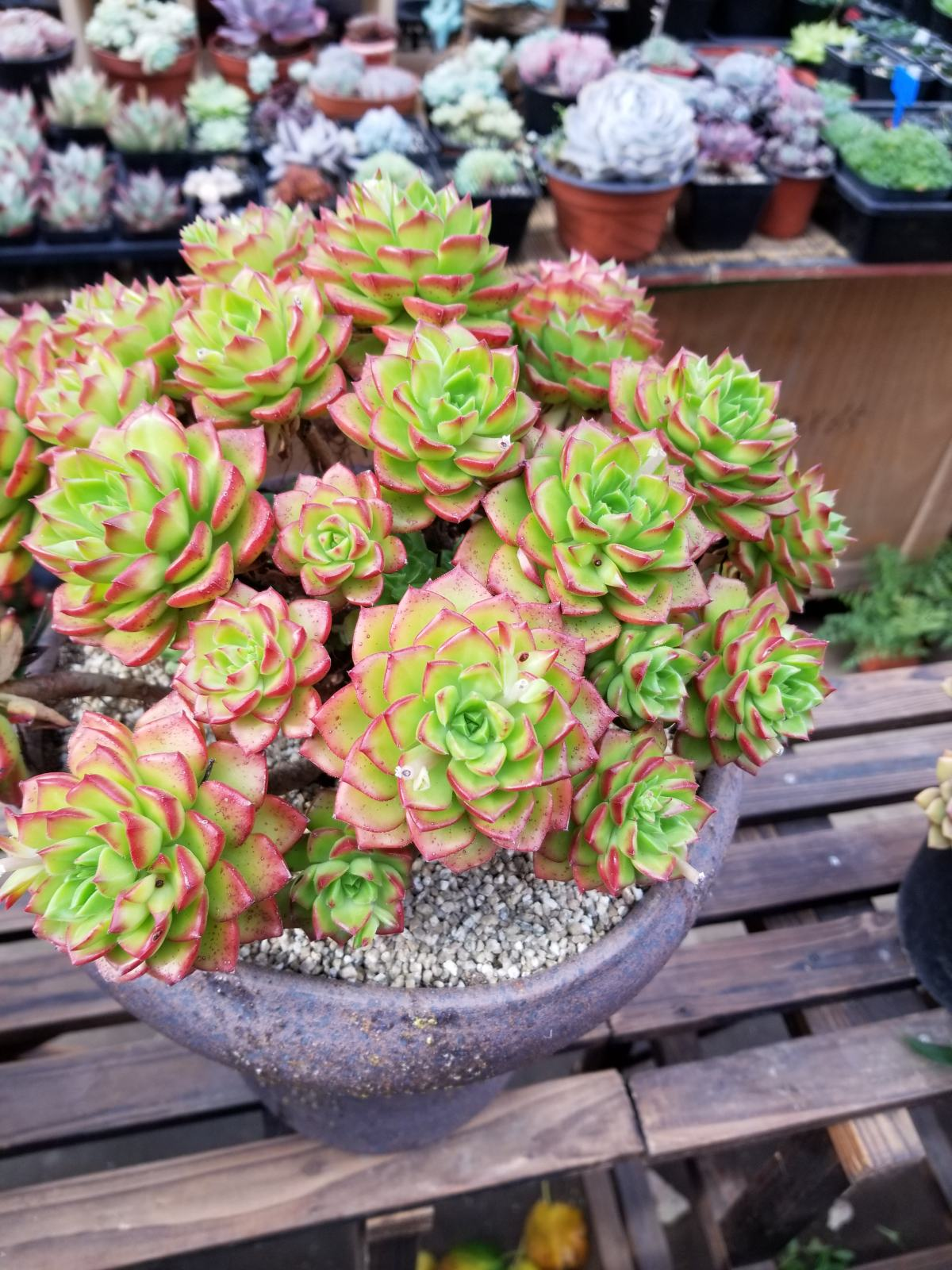 养护多肉植物，避开这4点，才发现是真的好养