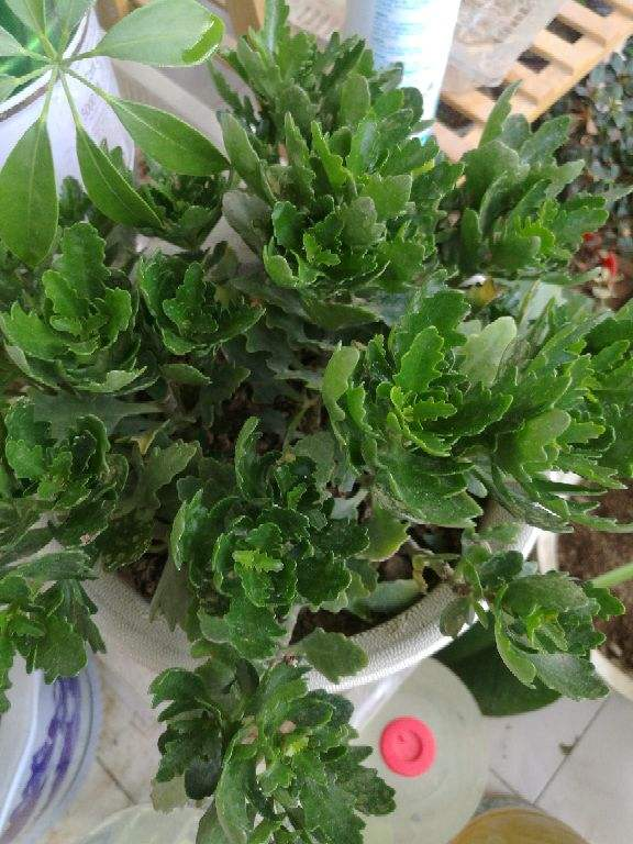 春天是开花好时节，磷酸二氢钾少不了，学会使用才能让植物爆开花