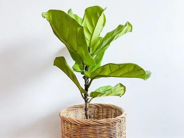 6种花，夏天别乱浇水，浇水不控制，度夏成“麻烦”