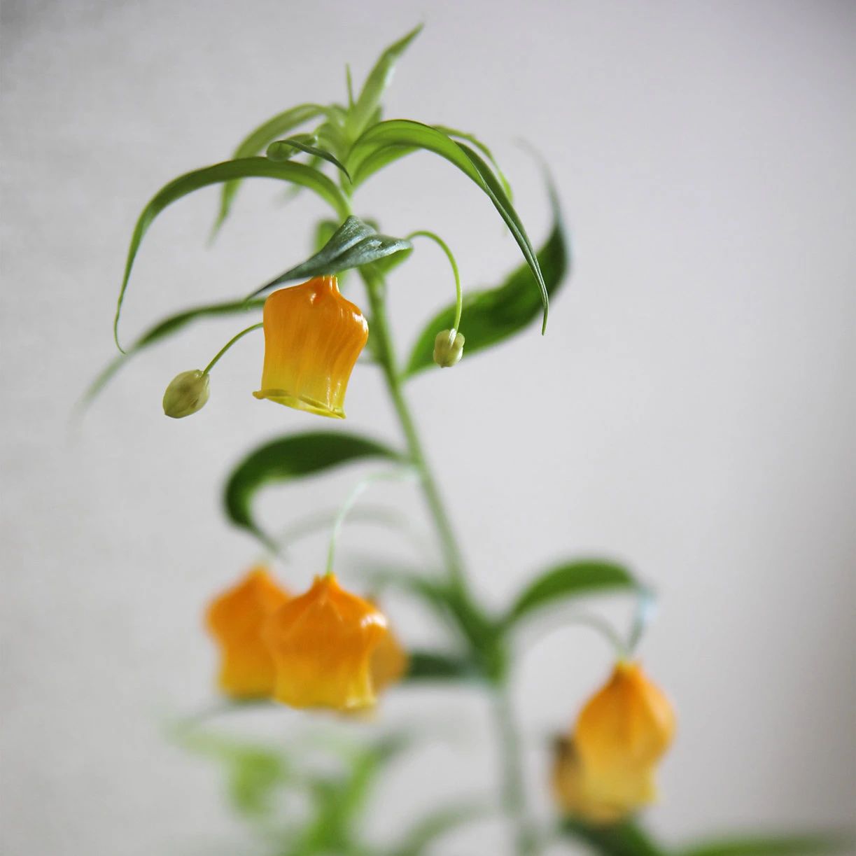 宫灯百合价格贵，花朵美，想自己种几株，栽种难度极大，谨慎入坑