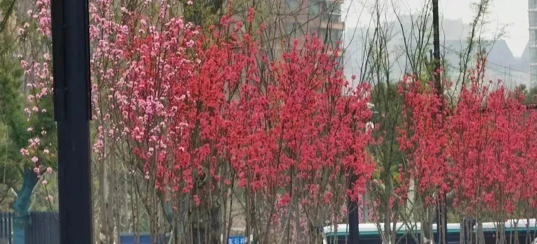 分享丨即将完工！一起坐上长宁这趟“公园列车”吧
