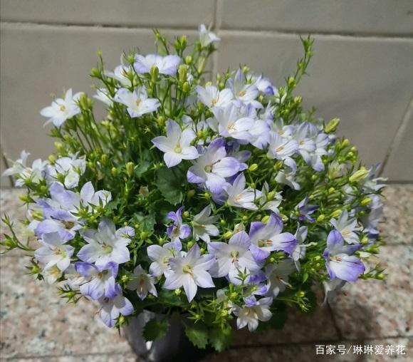 5个养花问题，解决新手养花的烦恼，学会这些，养花不用愁