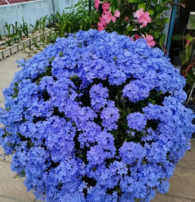 6种花“娇滴滴”，秋天赶紧搬屋里，天一冷就冻死！