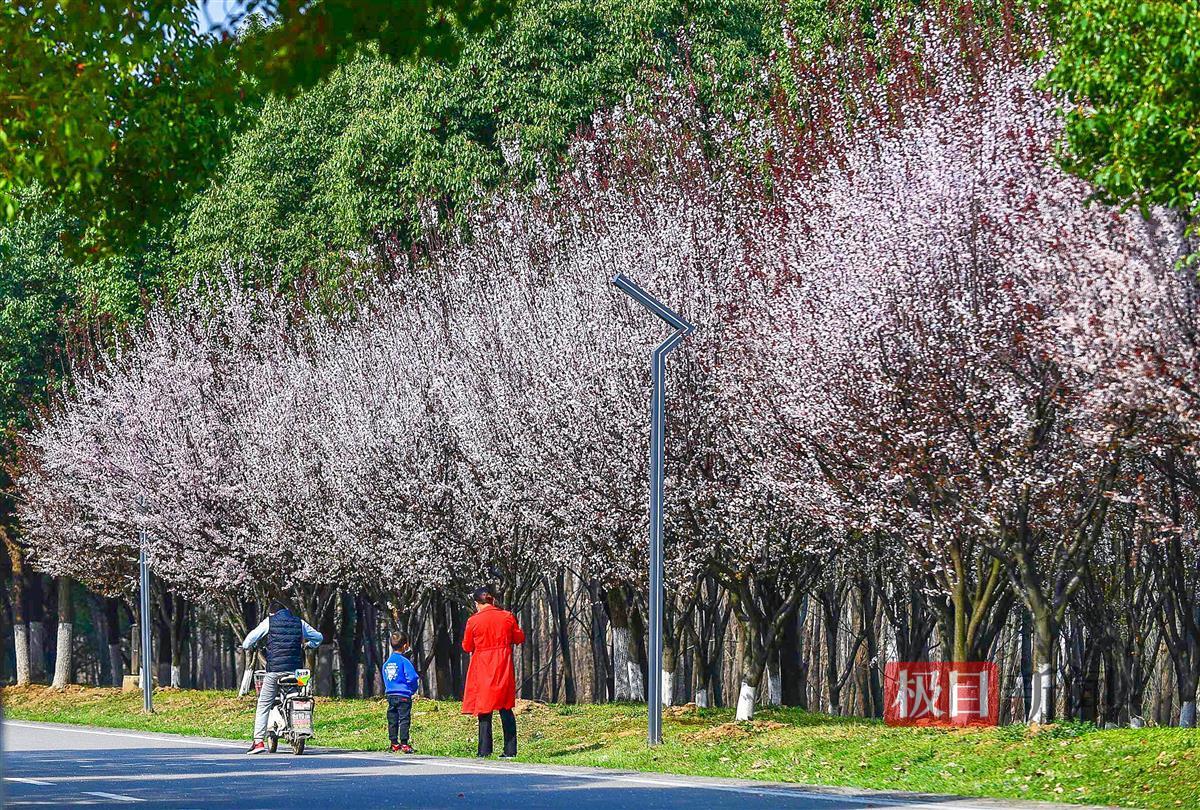 描画十条花景大道，东湖绿道三期掀盖头……幸福吧！武汉公布今年绿化大礼包