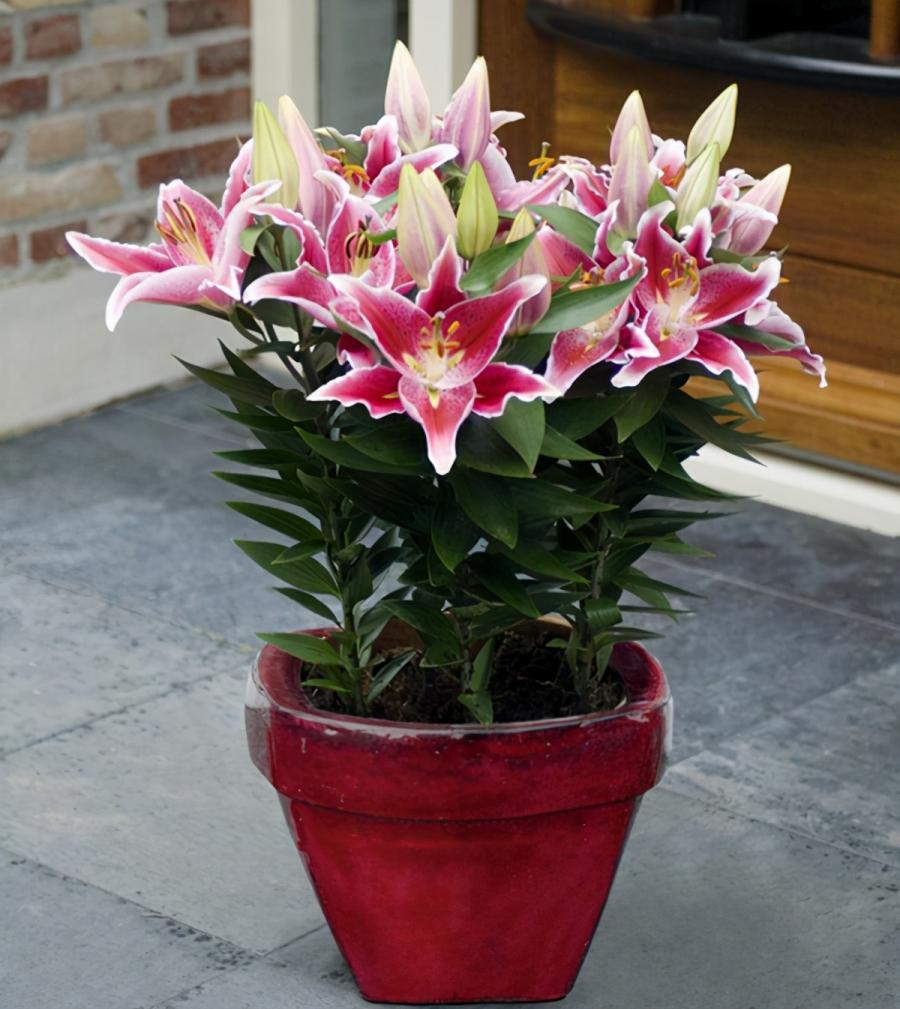 清丽雅致的百合花，日常养护很简单，家里养起来