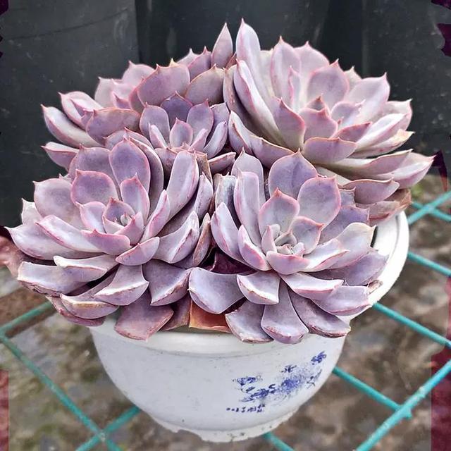 夏季多肉变“绿菜”？那是没选对品种，菲欧娜夏季像“粉莲花