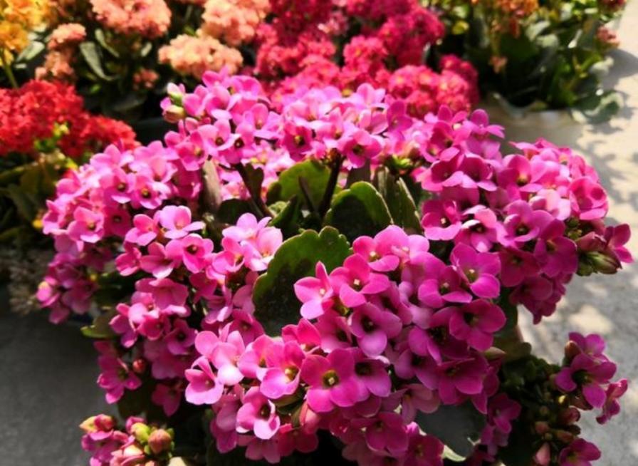 长寿花开花期有“4怕”，做错一件，开花时间短，还容易枯萎