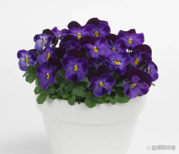 很容易就开爆盆的角堇，花期长达7个月，对新手很友好