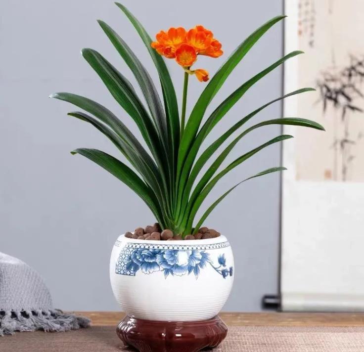 一种花，是公认的“高贵花卉”，热爱养花的你在养吗？