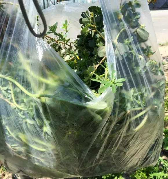 3种“长寿菜”别出门挖了，阳台种一点，够吃大半年