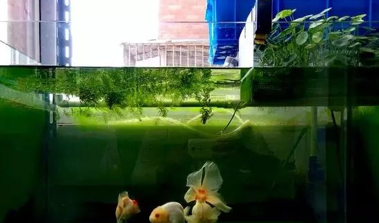 秋冬时节养铜钱草，和金鱼一起水培，注意此4点，既省钱又省心