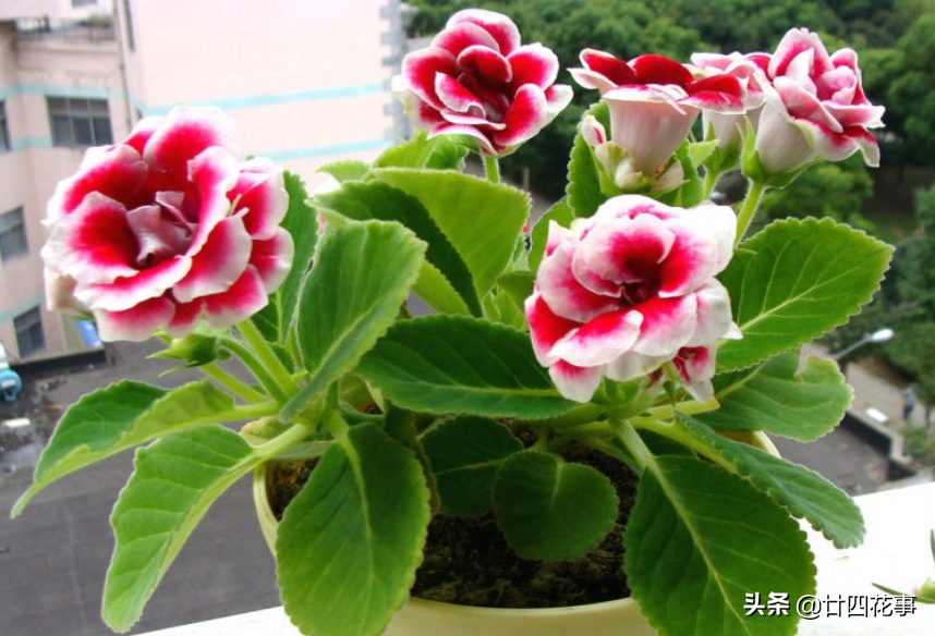 大岩桐叶脉扦插法：叶子裁碎片，1次出苗10来棵，轻松变大户