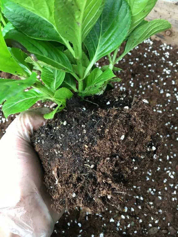  3种花现在别乱换盆，一换就萎蔫垂头，很快枯死