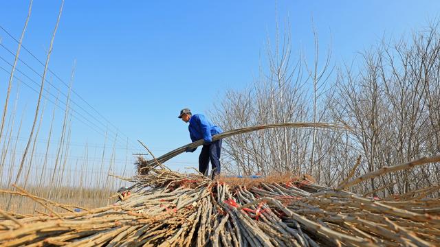 河北滦南：绿化苗木起运忙
