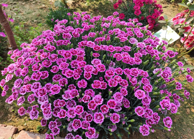 7种长生花，冬天“假死”，春天爆花，种一次，观赏一辈子