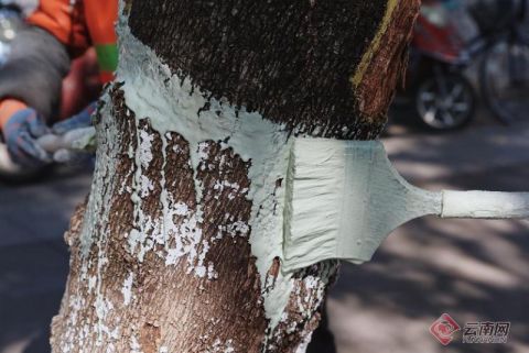 昆明西山区绿化养护行道树换“新衣” 昆明西山区绿化养护行道树换“新衣”
