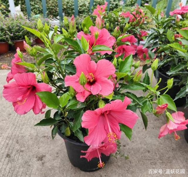 花色艳丽四季常开的朱槿花，这样养，开花多