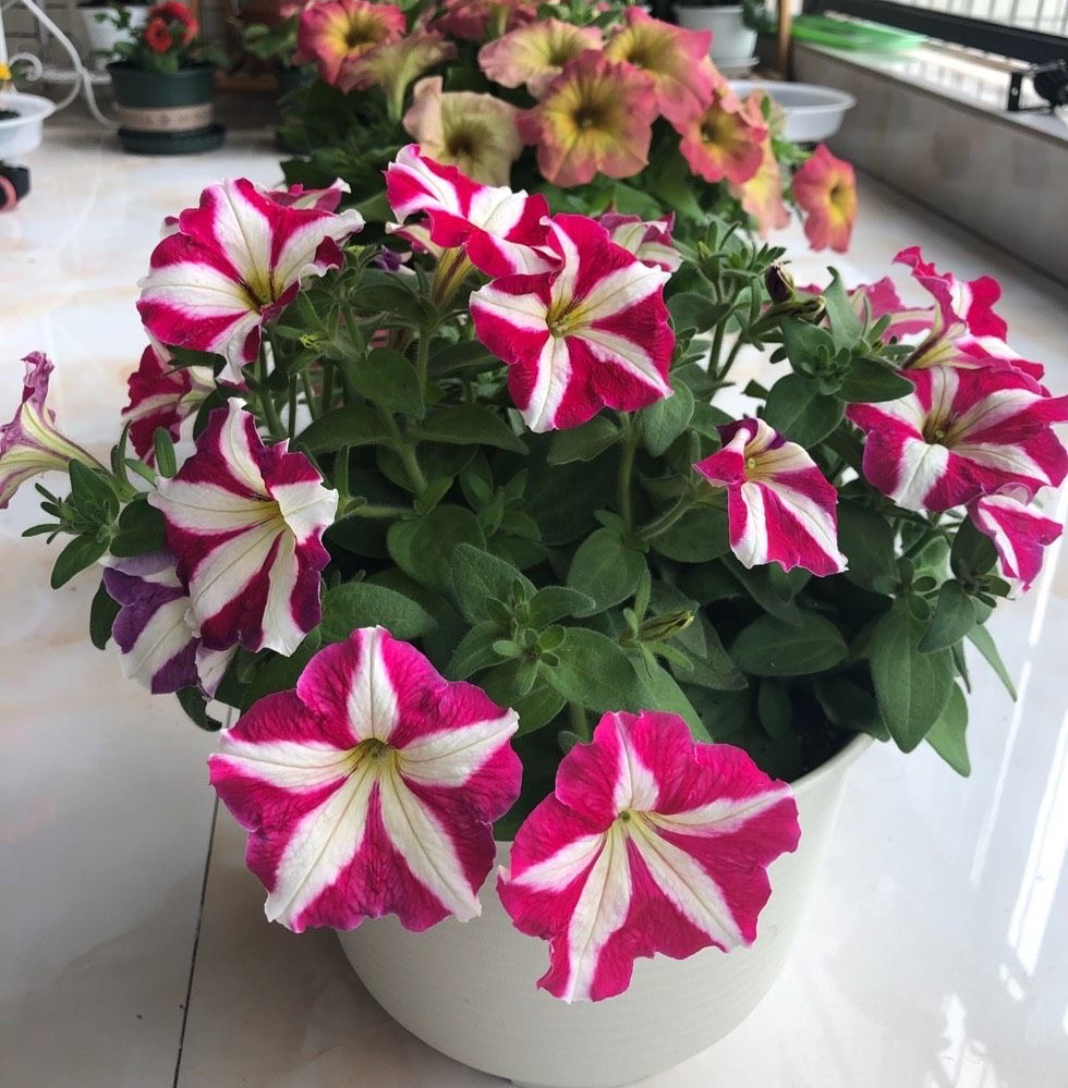 春天养三种花，每一种都很美，颜色丰富花又多