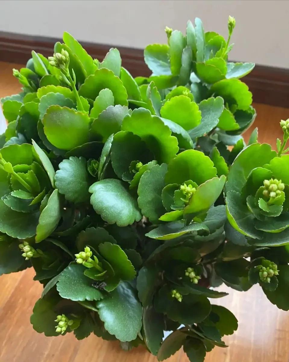 长寿花打花苞之后还需要遮光吗？还能再施磷酸二氢钾吗？
