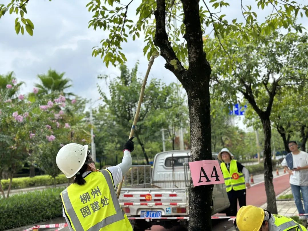 绿化技能大比拼！ 这里有一场园林绿化养护技能竞赛