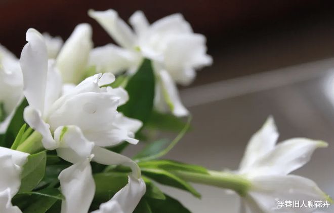 入秋后，这4种花不能随便修剪，修剪有风险，会影响来年开花