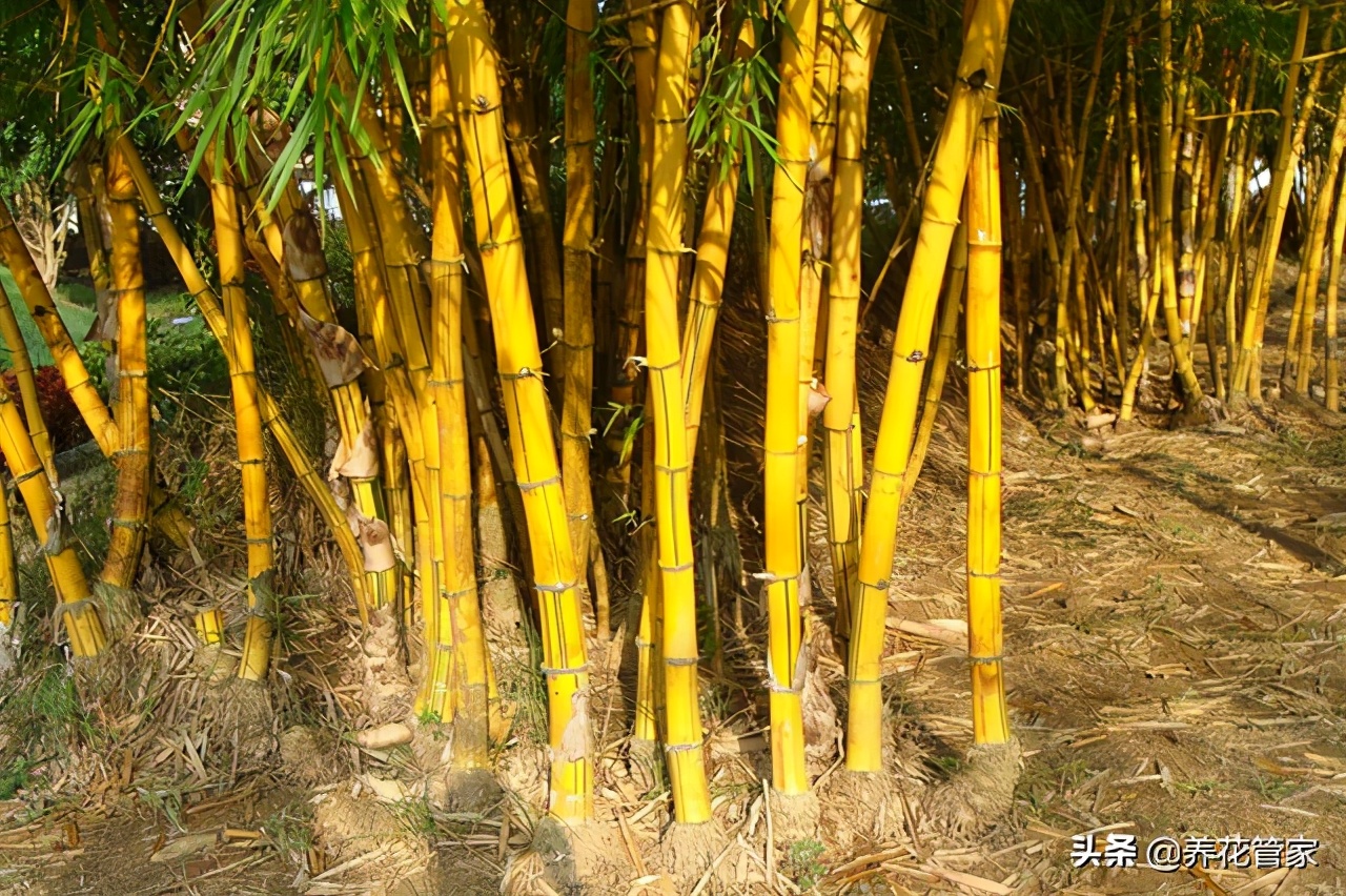 不同的竹子，寓意大不同！过年养一种，寓意好