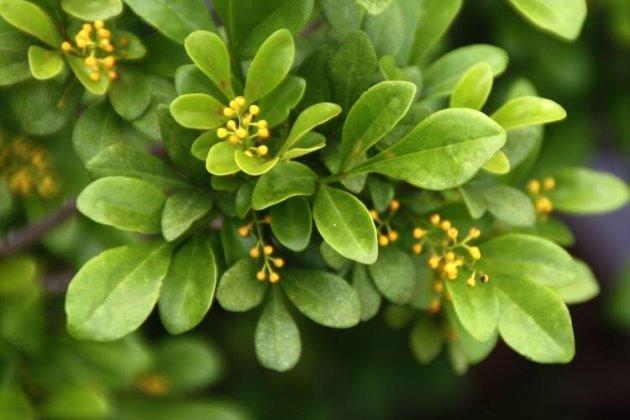 米兰花怎么养？记住3招，枝繁叶茂花朵更多，满屋飘香