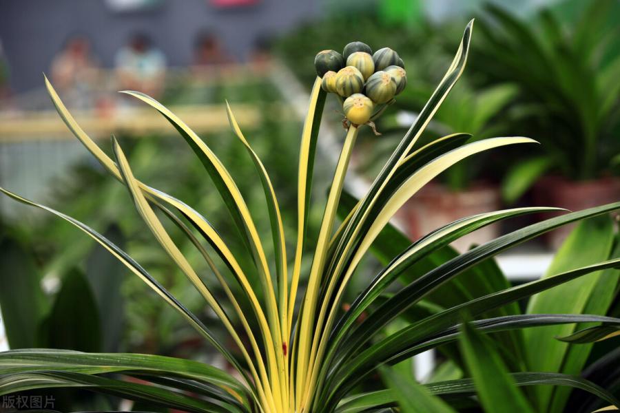 这10种花，当你开始想要多几个品种时，你已经“中毒”太深了