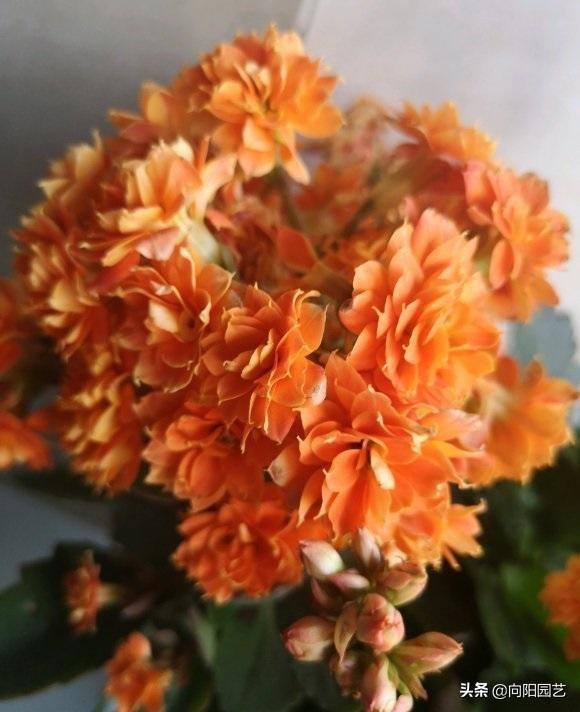 秋季买花，长寿花为首选，好养、好看、易开爆，秋天开到冬天
