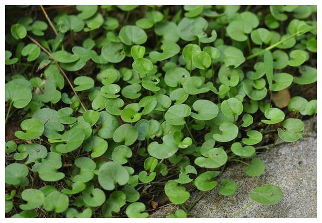 5种适合院子里种的铺地植物