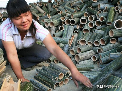 两种方法可助您根除竹子这棵大草