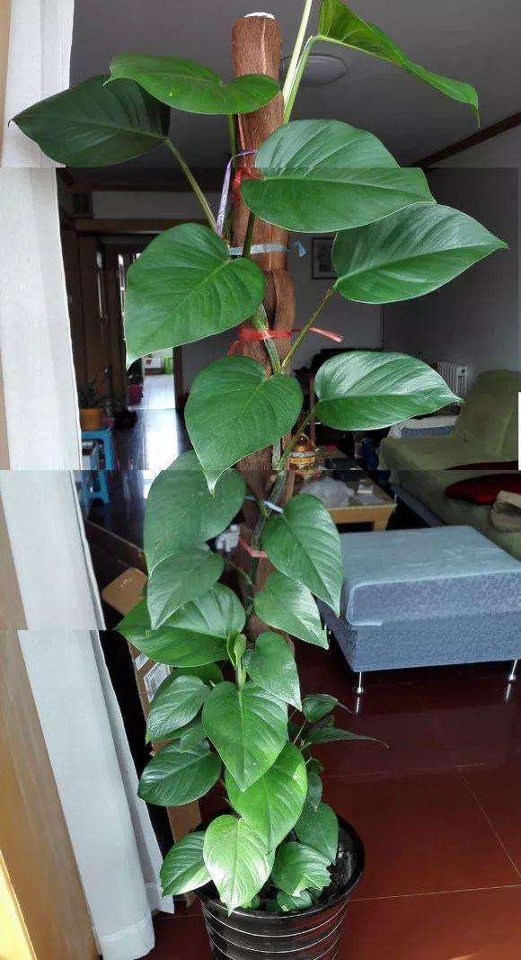 盘点38种有毒的常见花卉，很多还是家里常养的绿植，想养要小心了