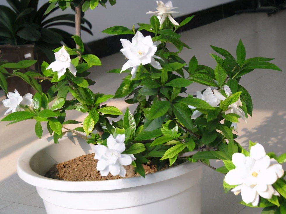 冬季里的4种花，要停止施肥，别让肥料毁了根系